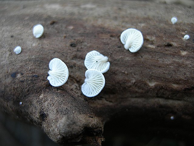 Cheimonophyllum candidissimum   (Berk. & M.A. Curtis) Singer